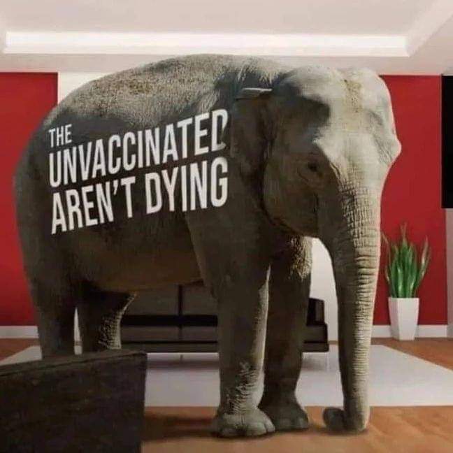 elephant in the room